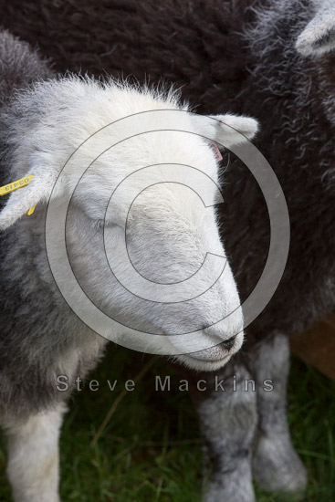 Ulverston Field Herdwick