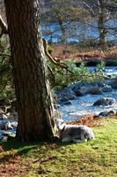 Ulverston, Croglin, Herdwick Sheep Oil Pastels, Stybarrow Dodd, Herdwick Sheep Sketch, Raven Crag, Herdwick Sheep Art Studio, Herdwick Sheep Oil Painting, Herdwick Sheep Acrylic Paintings, Haverthwaite, Herdwick, Herdwick Sheep Art, Clappersgate, Hutton Roof (Kirkby Lonsdale), Herdy Ewe, Buckbarrow, Pooley Bridge, Dollywaggon Pike, Herdwick Wall Art, Herdy Sketches, Nab Scar, Flookburgh, Whitehaven, Brock Crags, Loft Crag, Bowfell, Herdy Wall Art, Brigham, Great End, Gowbarrow Fell,  Lake District, Cumbria.