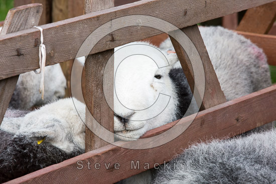 Heron Pike Valley Herdwick
