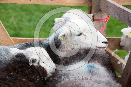 Knott Rigg Farm Herdwick - Lakeland Photos - Art Prints Knott Rigg Farm Herdwick
