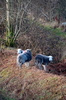 Sandside, Cold Pike, Silver How, Ireleth, Base Brown, Blencow, Herdwick Sheep Sketch, Herdwick Sketch, Grayrigg Forest, Monkhill, Herdwick Sheep Oil Painting, Herdwick Artwork, Whiteless Pike, Swirl How, Steeple, Herdwick Sketches, Hawkshead, Nenthead, Casterton, Herdwick Art Studio, Herdwick Sheep Acrylic Painting, Workington, Herdwick Ewe, Carl Side, Middle Dodd, Herdwick Sheep Prints, Little Strickland, St. Bees,  Lake District, Cumbria.