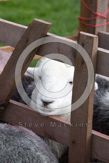 Brisco Field Lakeland Sheep