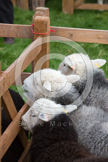 Helm Crag Farm Lakeland Sheep - Lakeland Photos - Art Prints Helm Crag Farm Lakeland Sheep