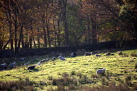 Burnbanks, Herdwick Wall Art, Crosby Ravensworth, Herdwick Sheep Oil Painting, Little Hart Crag, Rockcliffe, Lank Rigg, Herdwick Sheep Prints, Ullock Pike, Sergeant Man, Pike of Blisco, Eel Crag (Crag Hill), Herdwick, Lakeland Herdy Artworks, Grange Fell, Kirkby Thore, Beckermet, Herdwick Drawings, Gray Crag, Hale, Cold Pike, Great Calva, Long Marton, Little Strickland, Glenridding, Herdwick Sheep Sketch, Herdwick Sheep, Herdwick Sheep Oil Pastels,  Lake District, Cumbria.