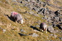 Herdwick Sheep Acrylic Painting, Cold Pike, Hayton (Brampton), Lowther, Herdwick Drawings, Loft Crag, Herdwick Sheep Sketch, Whicham, Lakeland Sheep, Broughton, Steel Fell, Hartsop Dodd, Herdies, Greystoke, Workington, Herdwick Sketch, Black Combe, Distington, Catstycam, Great Orton, Herdwick Sheep, Satterthwaite, The Nab, Eagle Crag, Parton, Ill Bell, Herdwick Sheep Art, Rockcliffe,  Lake District, Cumbria.