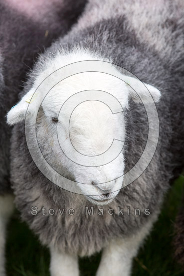 Whitehaven Lakeland Sheep - Lakeland Photos - Art Prints Whitehaven Lakeland Sheep