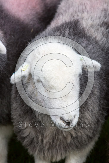 Garsdale Herdwick
