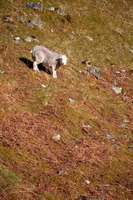 Middle Dodd, High Seat, Lakeland Sheep, Whicham, Gray Crag, Herdwick Sheep, Mixed-Media Herdwick Art, Scar Crags, Eamont Bridge, Silver How, Glassonby, Kirkby Thore, Greystoke, Herdwick Sketch, Arnside, Herdwick, Ulpha, Hayton (Aspatria), Middle Fell, Herdwick Sheep Art, Hallin Fell, Brandreth, Herdwick Sheep Oil Pastels, Great Dodd, Herdwick Company, Herdwick Artwork, Herdwick Drawings, Boltongate, Great Carrs, Boustead Hill, Armboth Fell, Herdwick Sheep Prints,  Lake District, Cumbria.