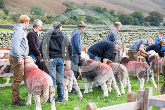 Kirkby Lonsdale Field Herdwick Sheep - Lakeland Photos - Art Prints Kirkby Lonsdale Field Herdwick Sheep