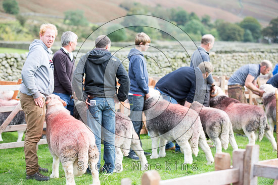 Braithwaite Field Lakeland Sheep