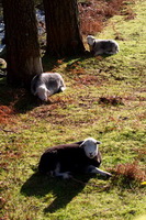 Herdwick Sheep Sketch, Herdwick, Gavel Fell, Herdwick Sheep Oil Painting, Mixed-Media Herdy Art, Herdy Art, Yoke, Meal Bank, Rosthwaite Fell, Haycock, Herdwick Wall Art, Lakeland Sheep, Bewaldeth, Knott Rigg, Herdy Sketch, Grey Crag, Crosby (Maryport), Dendron, Camerton, Beda Fell, Gray Crag, Herdwick Sheep Oil Painting, Mungrisdale Common, Herdwick Sheep Acrylic Paintings, Hart Crag, Port Carlisle, Aikton, Herdwick Sheep Art Studio, Herdwick Drawings, Whicham,  Lake District, Cumbria.