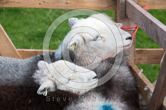Bonscale Pike Farm Herdwick