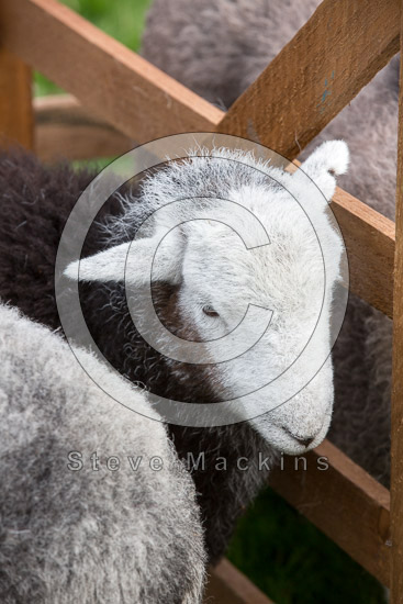Brandreth Farm Herdwick