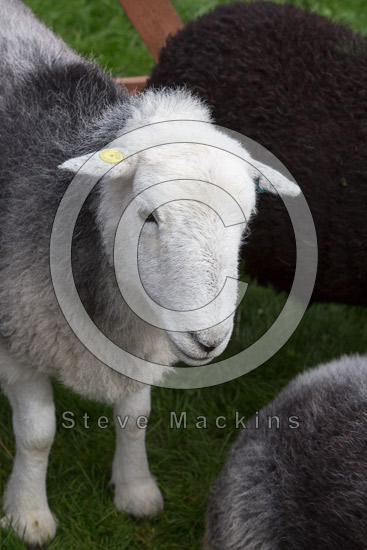 Barbon Farm Lake district Sheep
