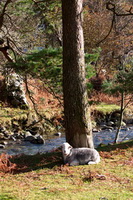 Gowbarrow Fell, Herdwick Company, Herdwick, Great Gable, Selside Pike, Catbells, Dovenby, Herdwick Sketch, Herdwick Ewe, Lakeland Sheep, Brisco, Oxen Park, Herdwick Sheep Acrylic Painting, Selside, Killington, Crosthwaite, Herdwick Sheep Sketch, Yoke, Brown Pike, Great Borne, Cliburn, Kirkby Thore, Herdwick Sheep Oil Painting, Grange Fell, Herdwick Sheep Oil Painting, Allithwaite, Dove Crag, Loughrigg Fell, Rockcliffe, Longlands Fell,  Lake District, Cumbria.