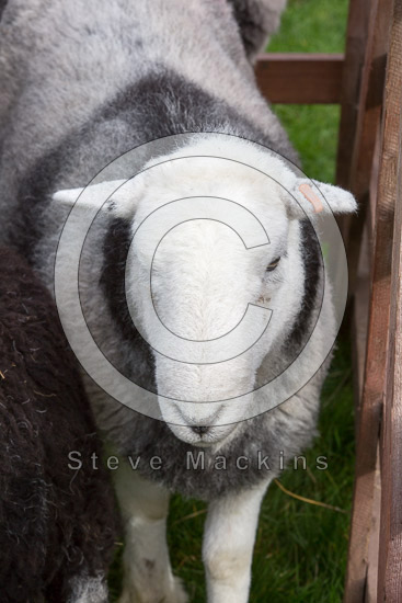 Hallin Fell Farm Herdwick