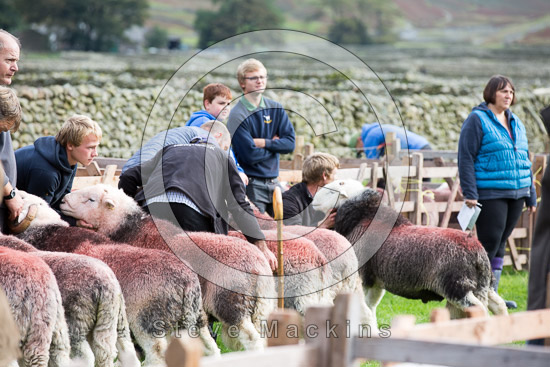 Sallows Valley Herdwick Sheep