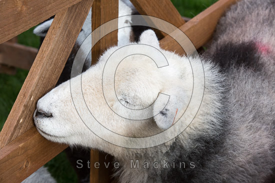 Birker Fell Herdwick Sheep