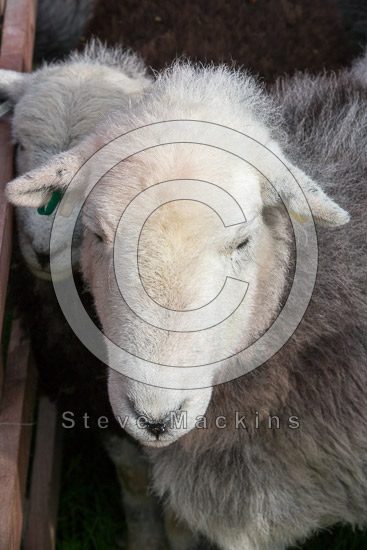 Carlisle Farm Herdwick