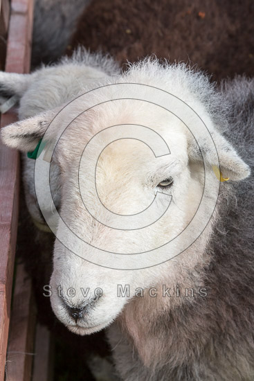 Kirkby Lonsdale Valley Lake district Sheep