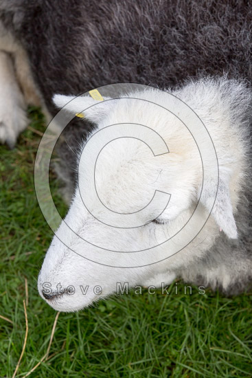 Alston Field Herdwick