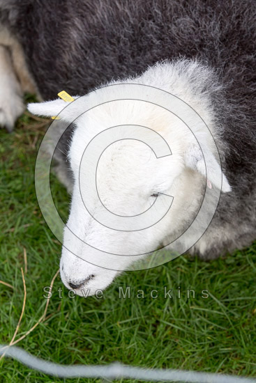 Blencogo Valley Herdwick Sheep