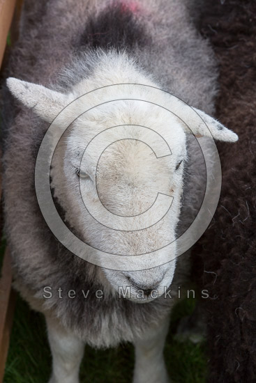 Hutton Roof (Kirkby Lonsdale) Field Herdwick Sheep