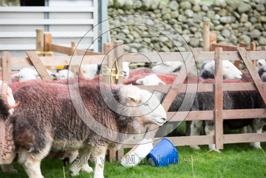 Blake Fell Field Herdwick Sheep