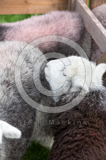 Little Hart Crag Herdwick