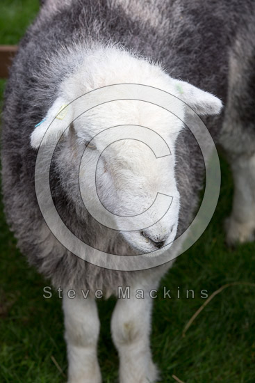Haystacks Herdwick