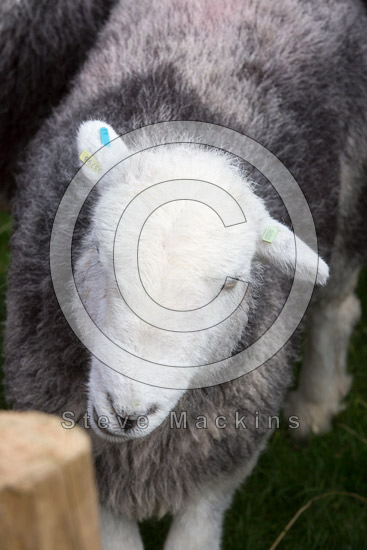 Longlands Fell Valley Herdwick