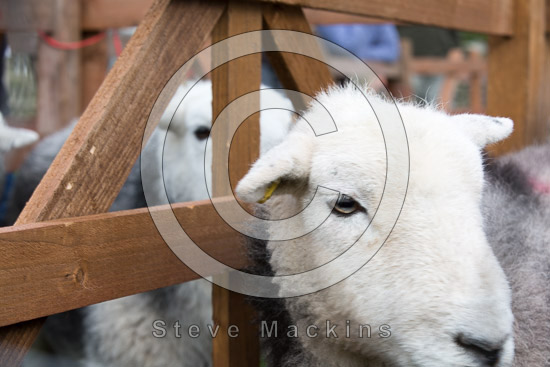 Selside Pike Herdwick