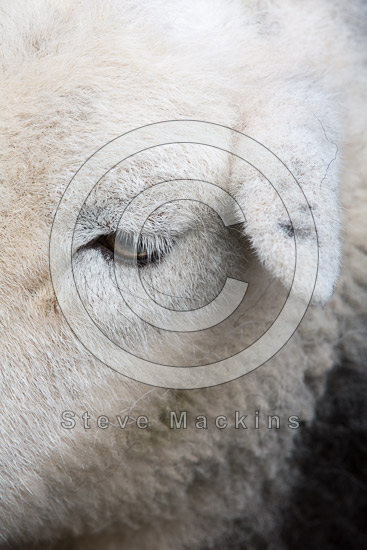 Boot Valley Lakeland Sheep