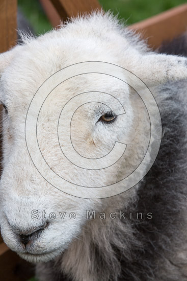 Culgaith Valley Herdwick Sheep