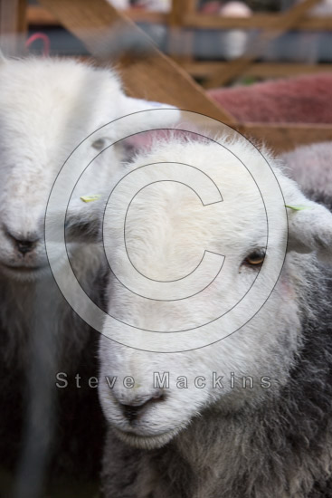 Lorton (High and Low) Field Herdwick Sheep