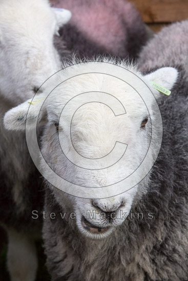 Sedgwick Farm Lakeland Sheep - Lakeland Photos - Art Prints Sedgwick Farm Lakeland Sheep