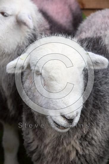 Egremont Field Lake district Sheep