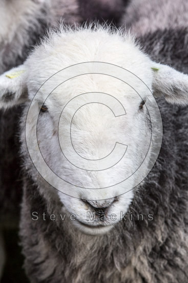 Eamont Bridge Farm Lakeland Sheep