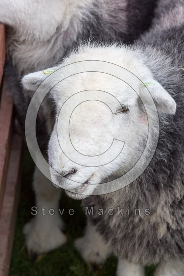Bowscale Field Herdwick