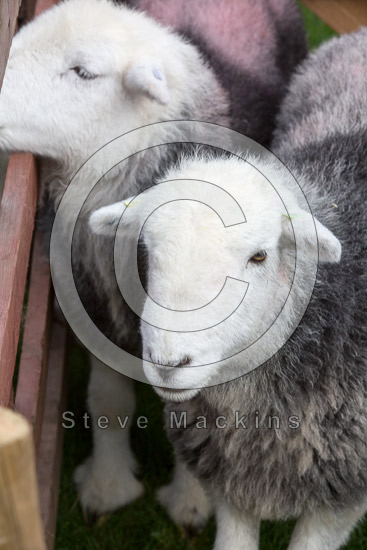 Scaleby Farm Herdwick