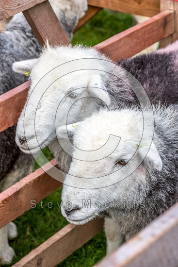 Seat Sandal Valley Herdwick