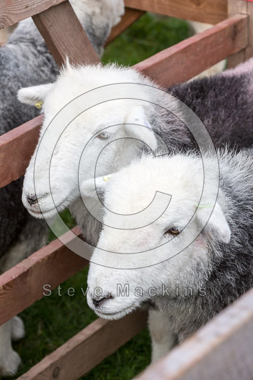 Birker Fell Farm Lake district Sheep