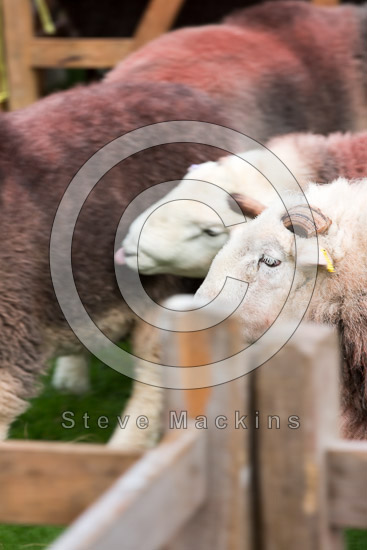 Rydal Farm Lake district Sheep