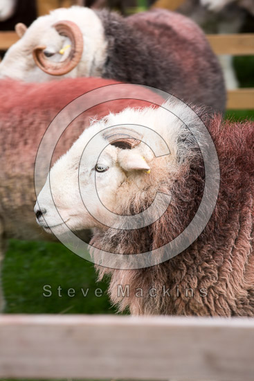 Penrith Herdwick