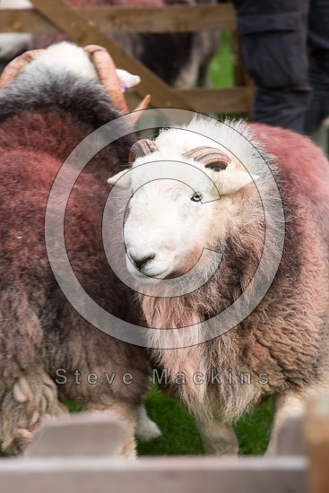 Base Brown Valley Herdwick