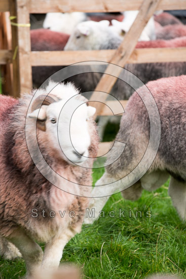 Casterton Farm Herdwick Sheep - Lakeland Photos - Art Prints Casterton Farm Herdwick Sheep