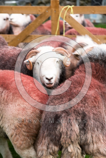 Lank Rigg Herdwick