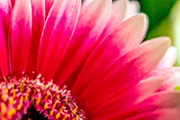 Herdwick Artwork, Herdwick Sheep Oil Painting, Maryport, Beetham, Raven Crag, Herdy Art, Saint Sunday Crag, Nateby, Beda Fell, Grisedale Pike, Herdwick, Herdwick Sheep Oil Painting, Herdwick Sheep Acrylic Paintings, Helvellyn, Loadpot Hill, Herdwick Sheep Art Studio, Matterdale End, Herdy Ewe, Skiddaw, Firbank Fell, Steel Knotts, Anthorn, Shap, Herdwick Sheep Sketch, Herdy Sheep Artist, Welton, Whitfell, Mixed-Media Herdy Art, Herdwick Sheep Prints,  Lake District, Cumbria.