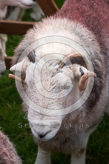 Holker Farm Lake district Sheep