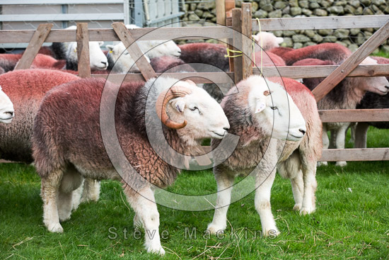 Lowthwaite Fell Valley Herdwick Sheep